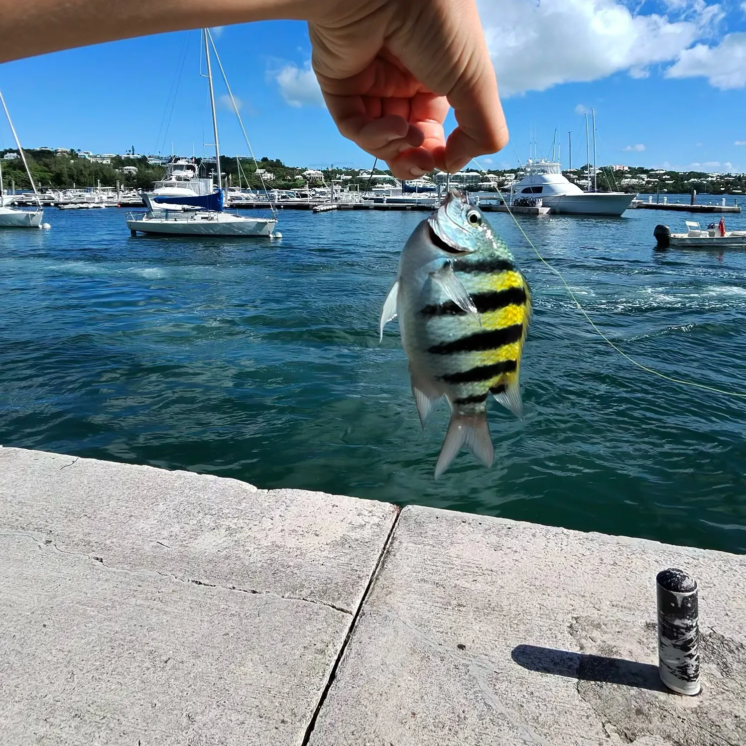 The most recent Panamic sergeant major catches on Fishbrain