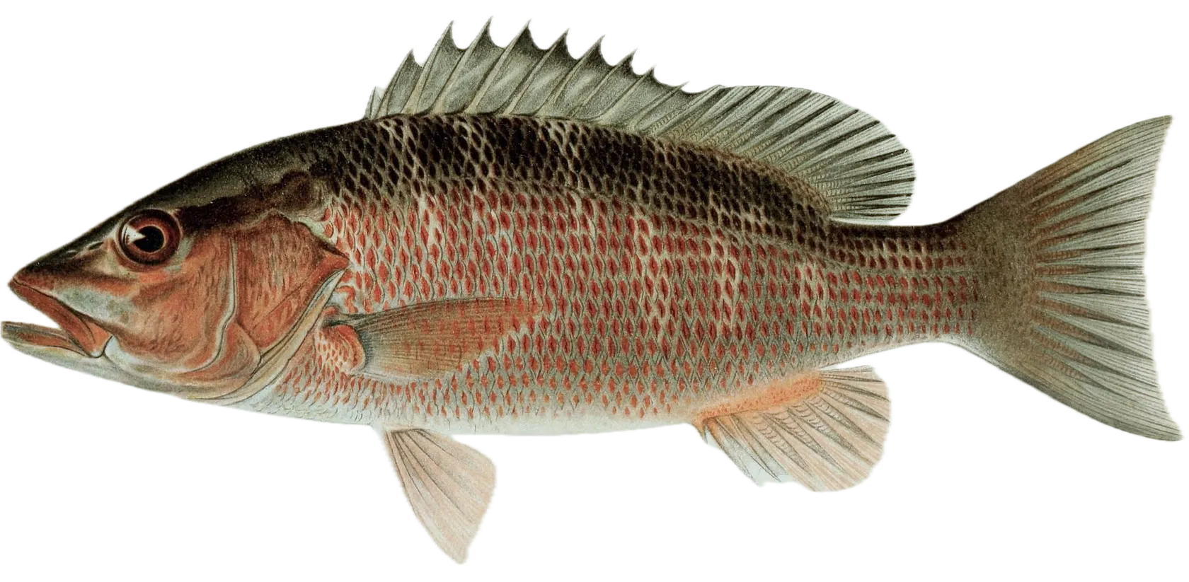 Mangrove snapper