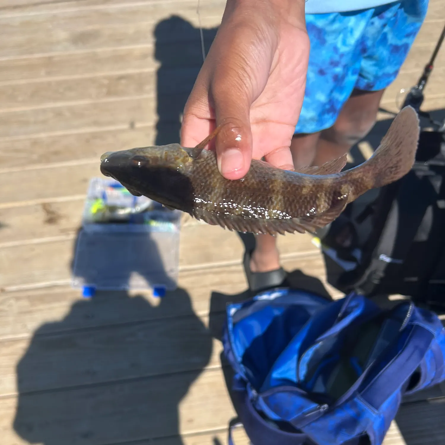 Cunner caught on Fishbrain