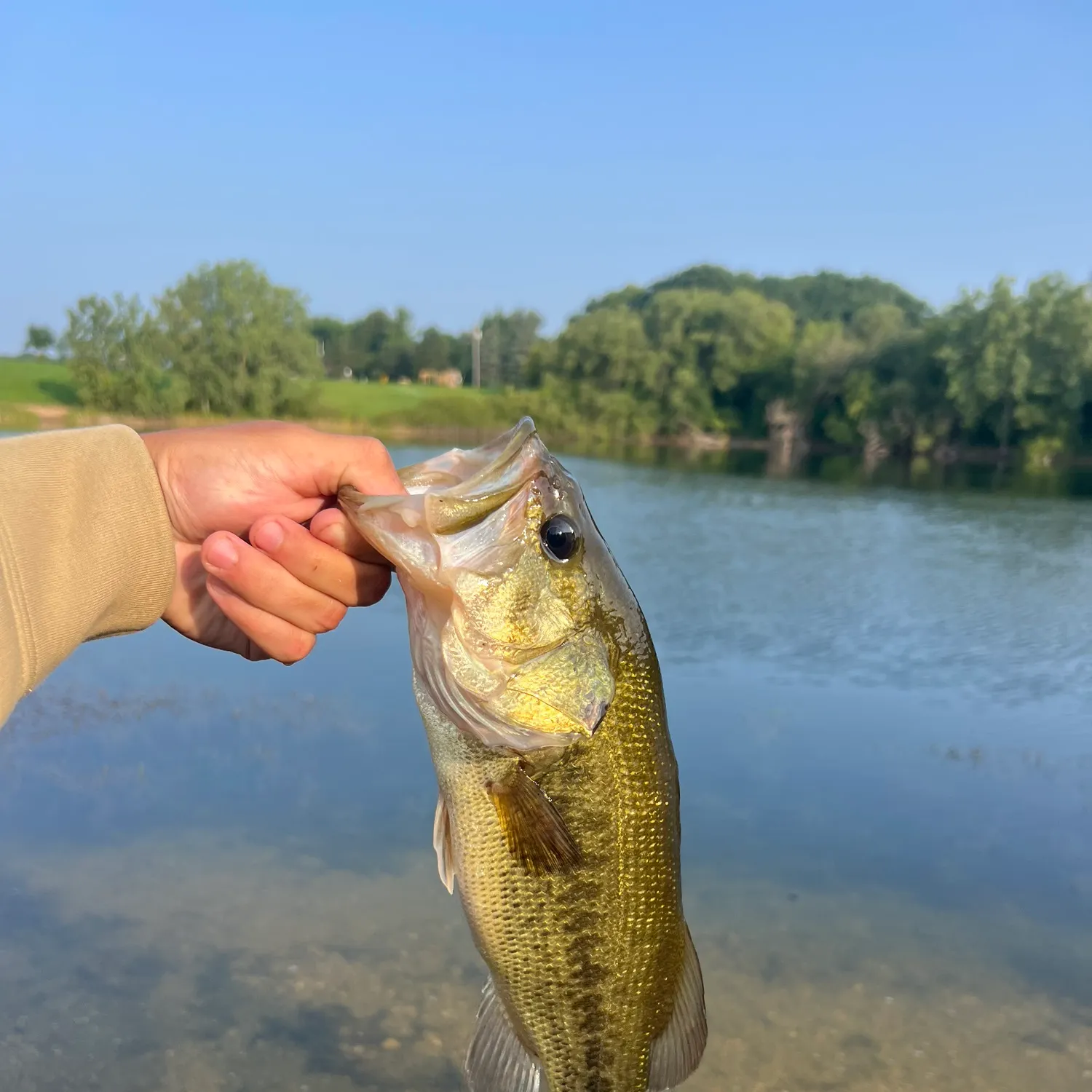 Largemouth bass caught on Fishbrain
