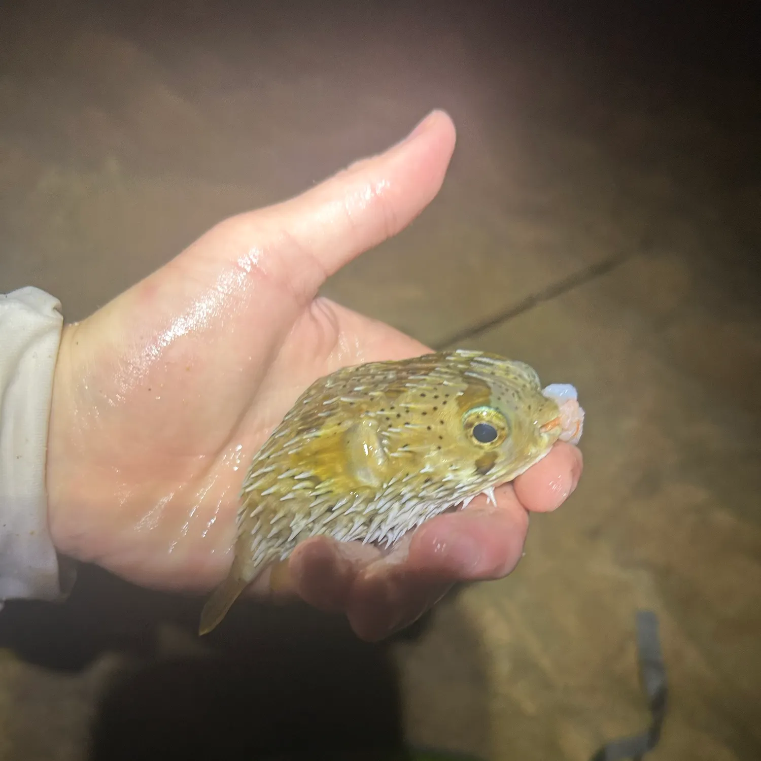 The most recent Longspined porcupinefish catches on Fishbrain