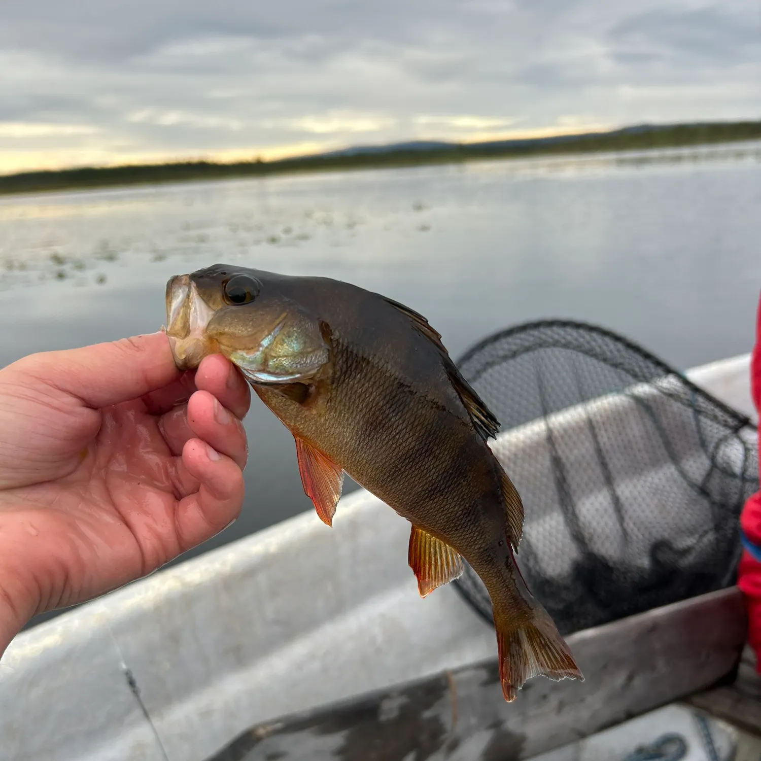 European perch caught on Fishbrain