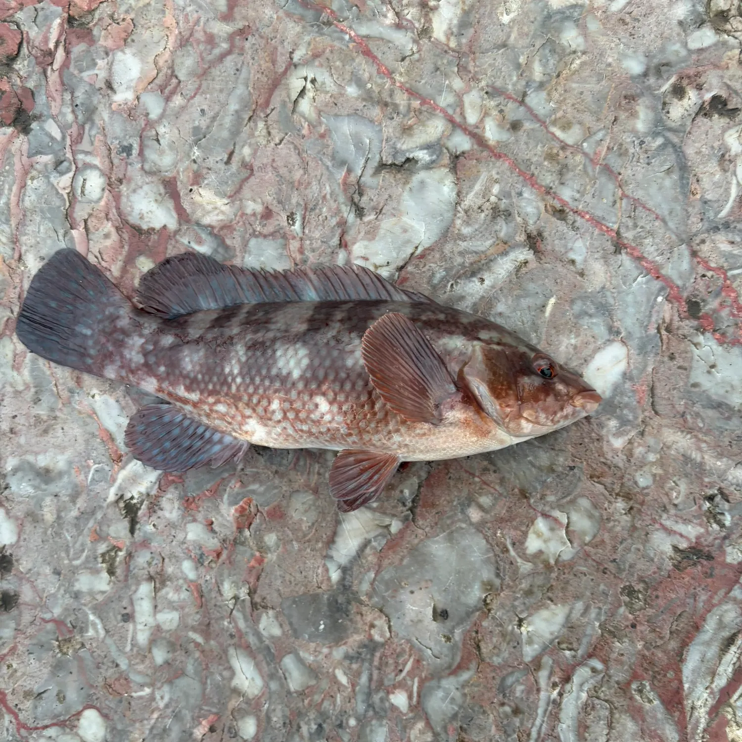 The most recent Ballan wrasse catches on Fishbrain