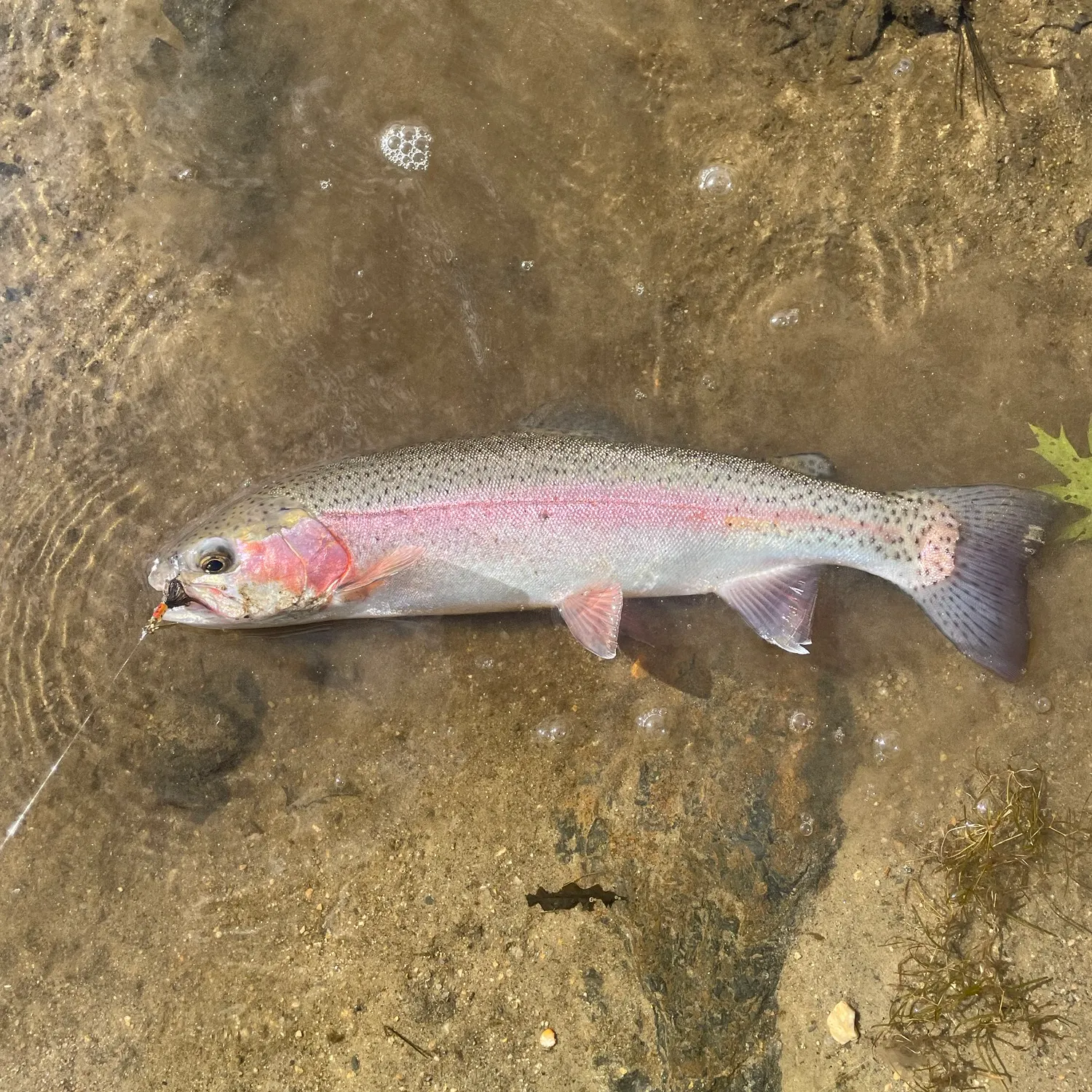 Rainbow trout caught on Fishbrain