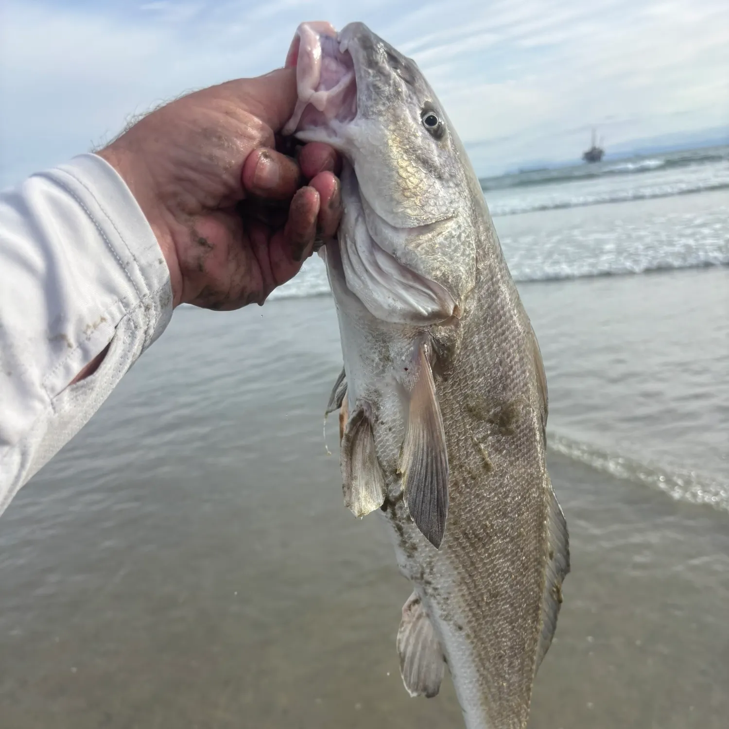 The most recent California corbina catches on Fishbrain