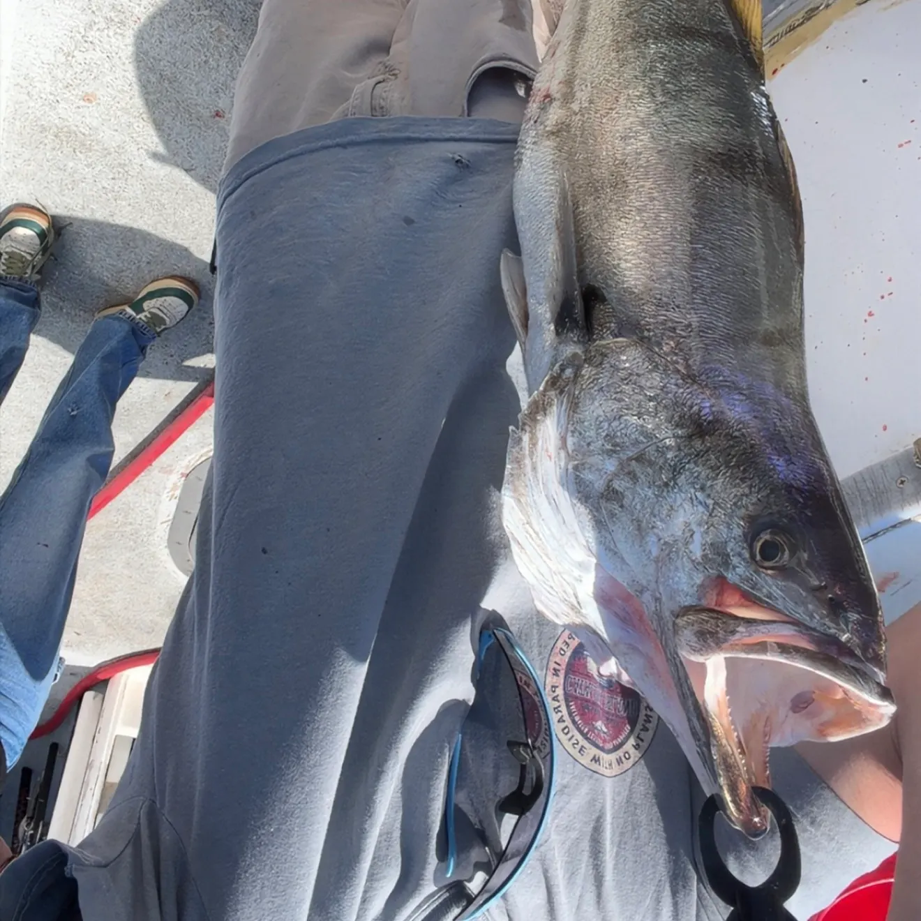White seabass caught on Fishbrain