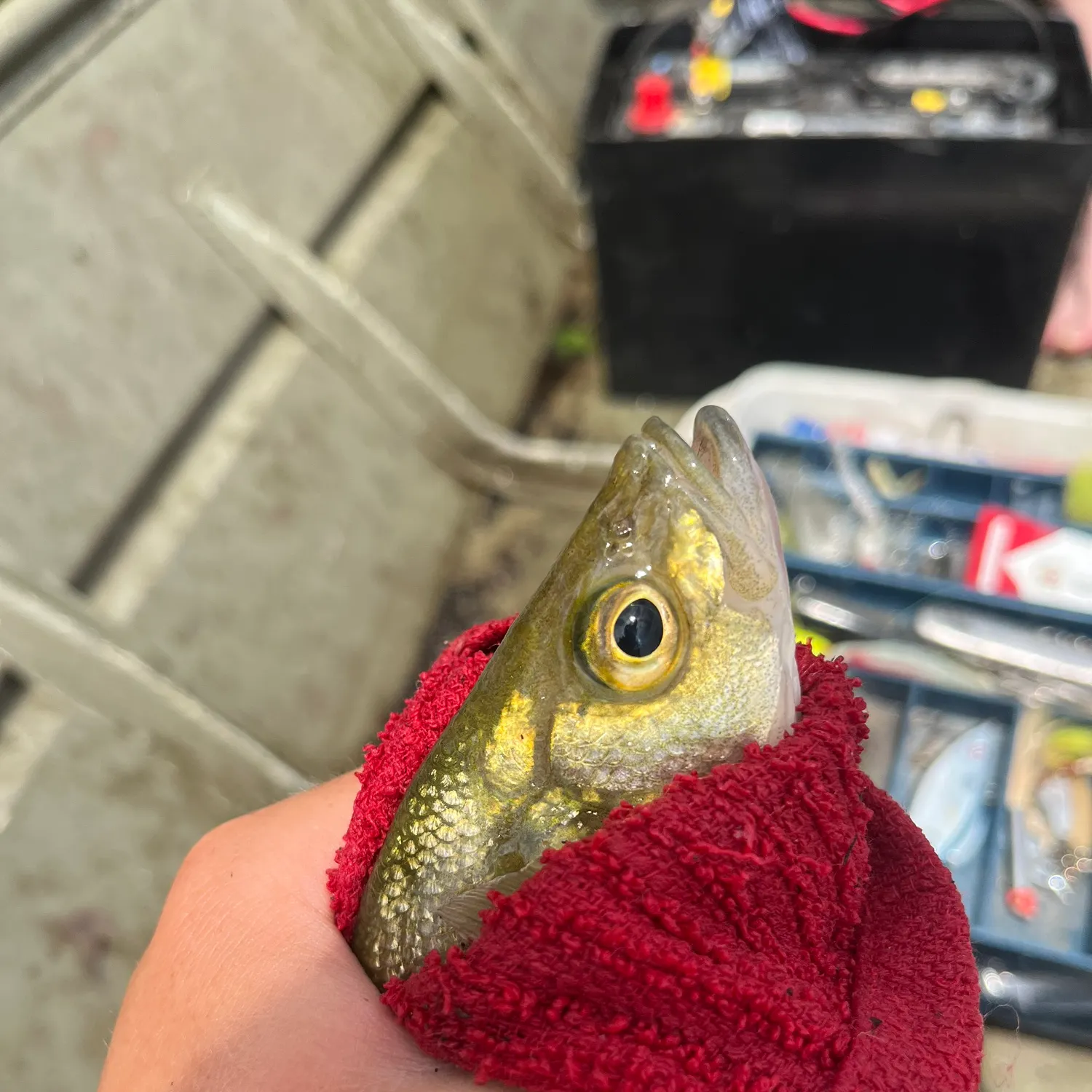 White perch caught on Fishbrain