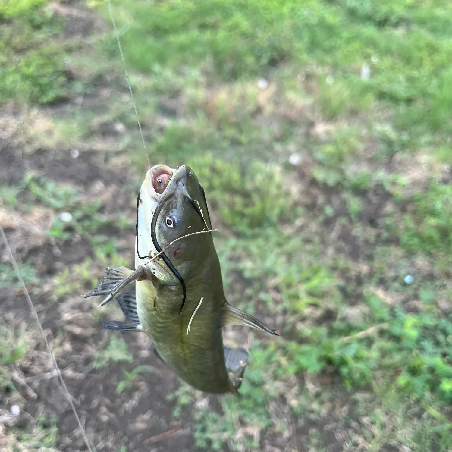 The most recent Black bullhead catches on Fishbrain