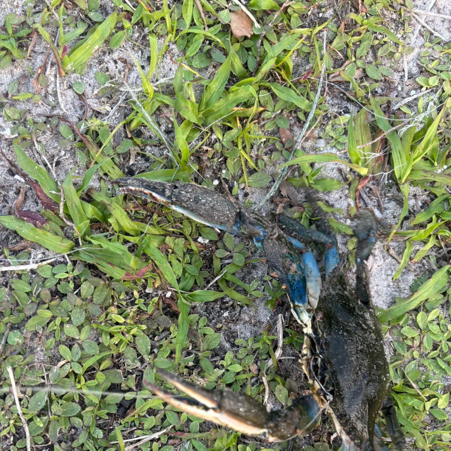 The most recent Blue crab catches on Fishbrain