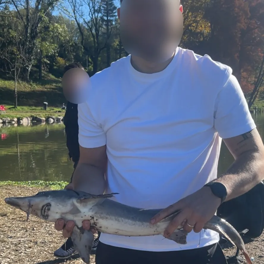 The most recent White sturgeon catches on Fishbrain