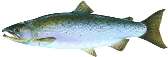 Coho salmon