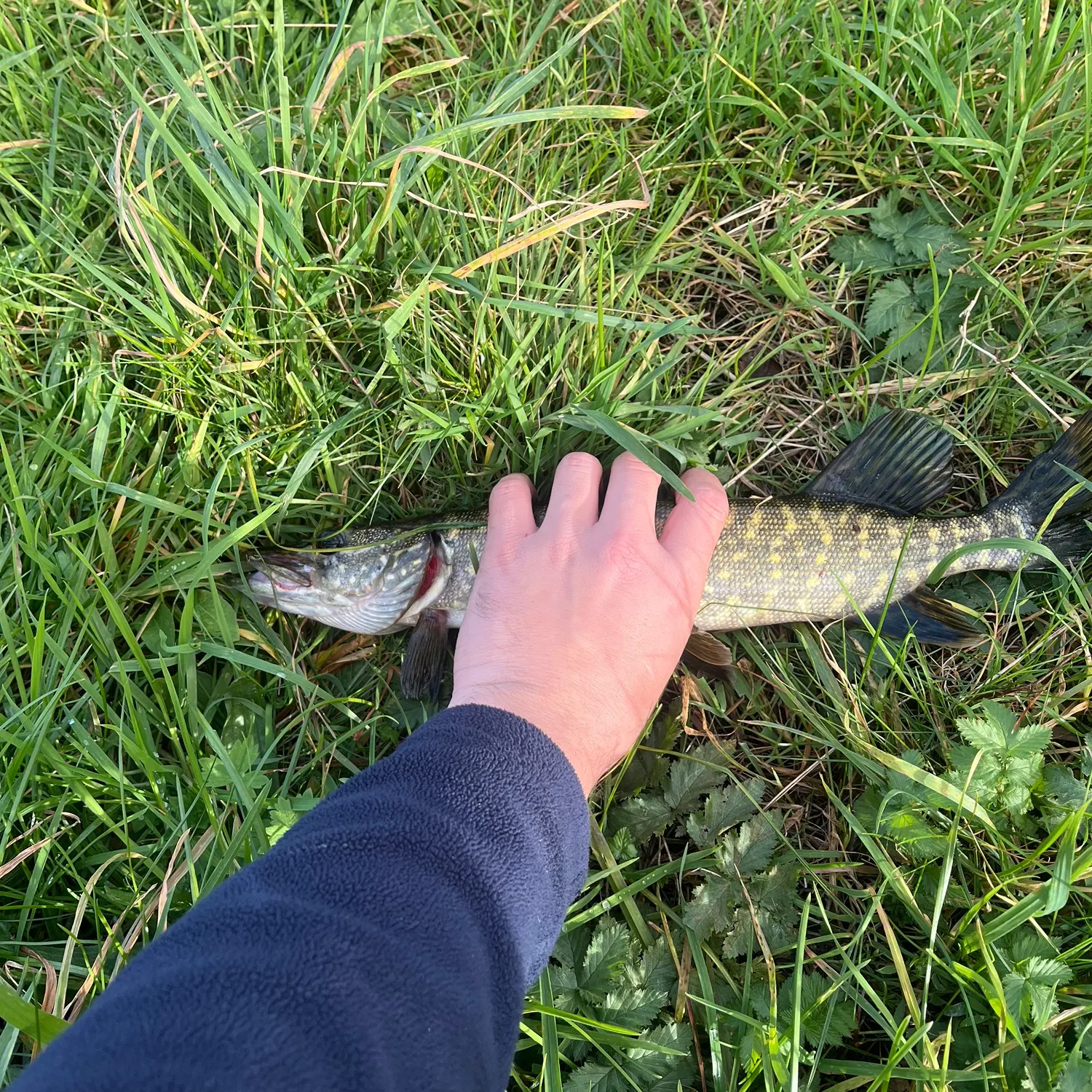 Northern pike caught on Fishbrain