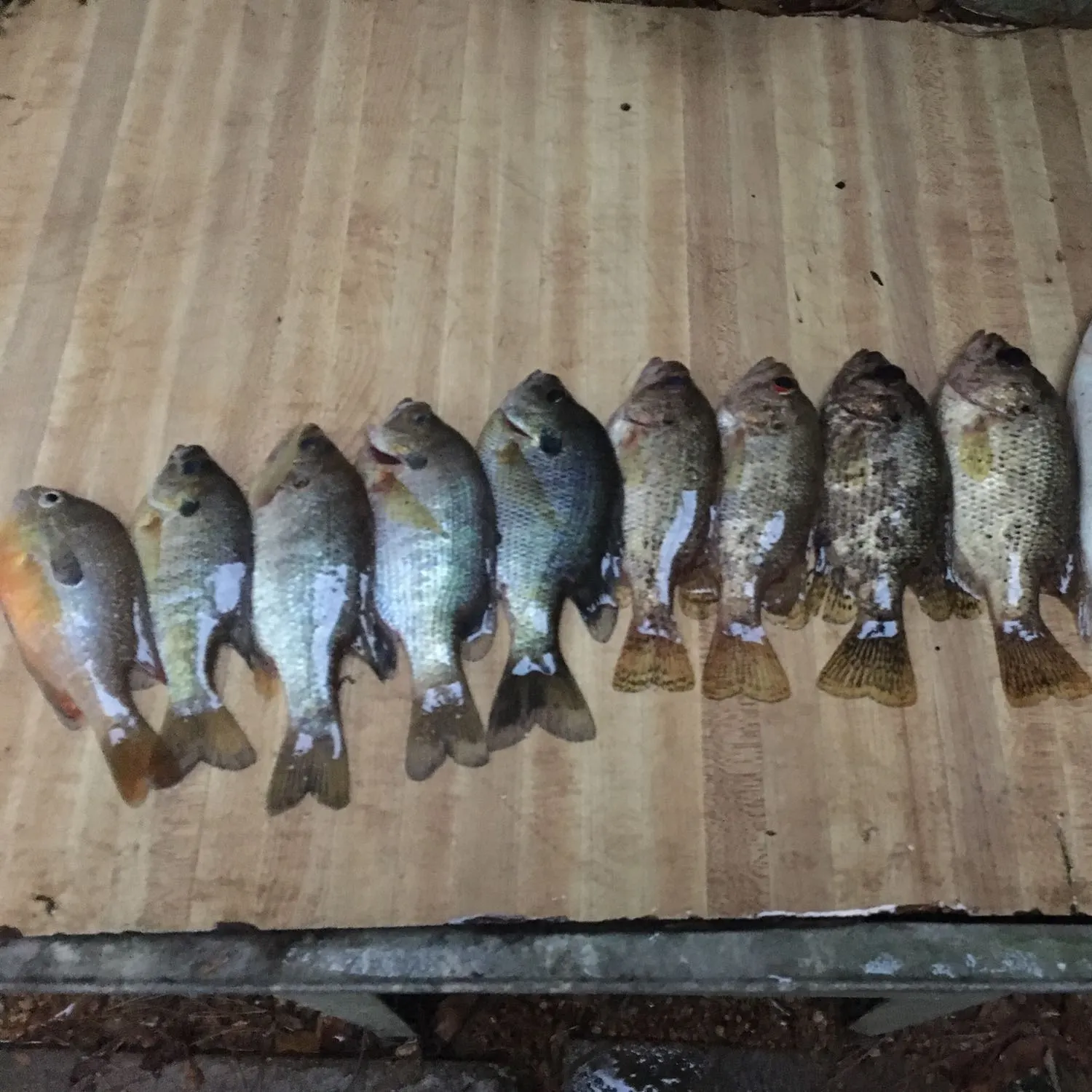 recently logged catches