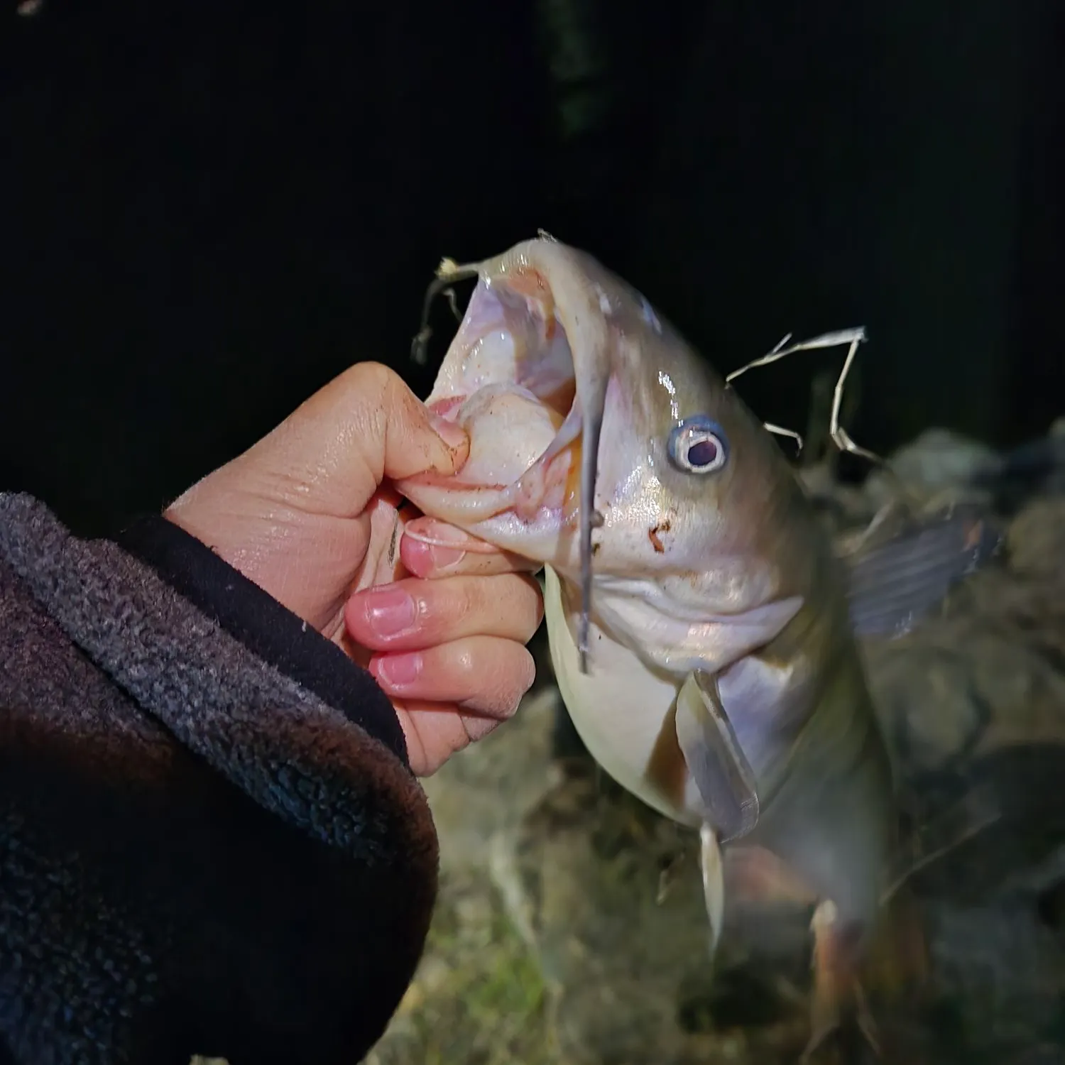 The most recent White bullhead catches on Fishbrain