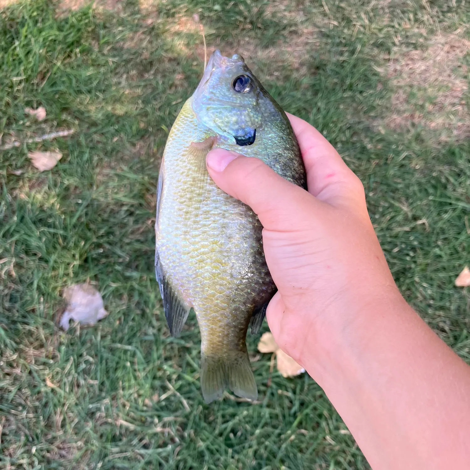 Bluegill caught on Fishbrain