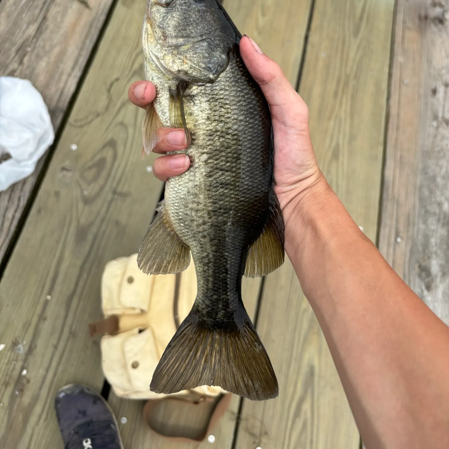 Largemouth bass caught on Fishbrain