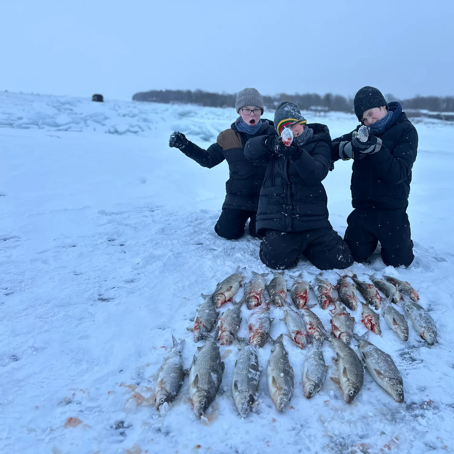 The most recent Lake whitefish catches on Fishbrain