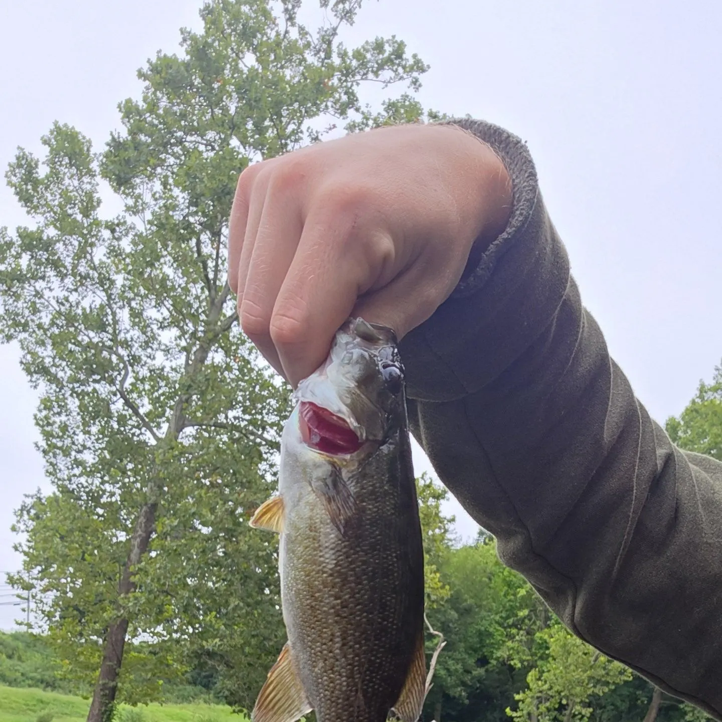 Smallmouth bass caught on Fishbrain