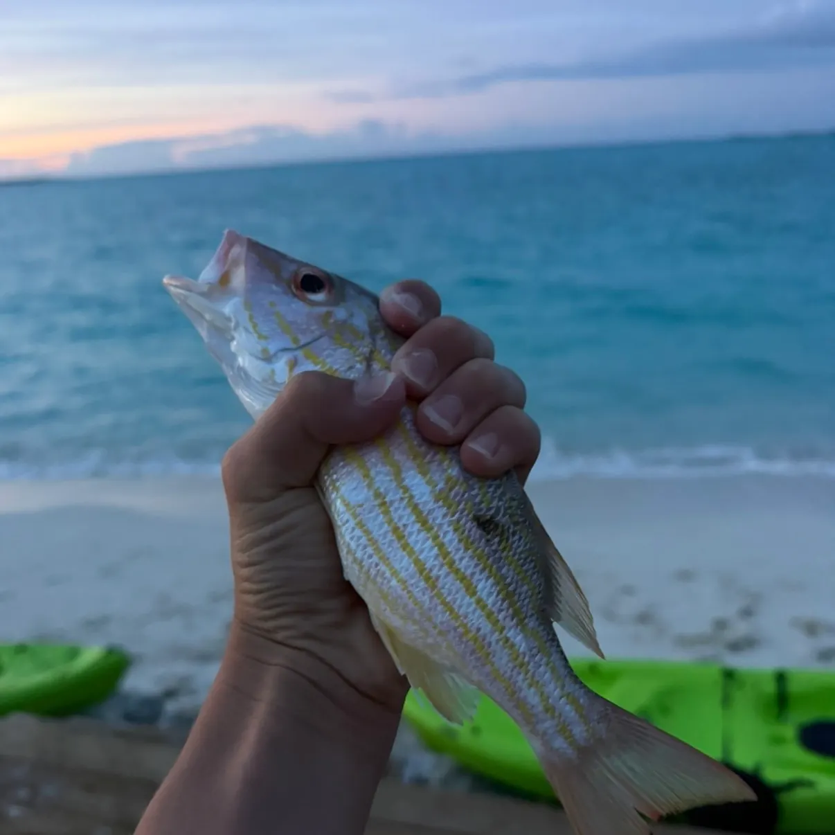 The most recent French grunt catches on Fishbrain