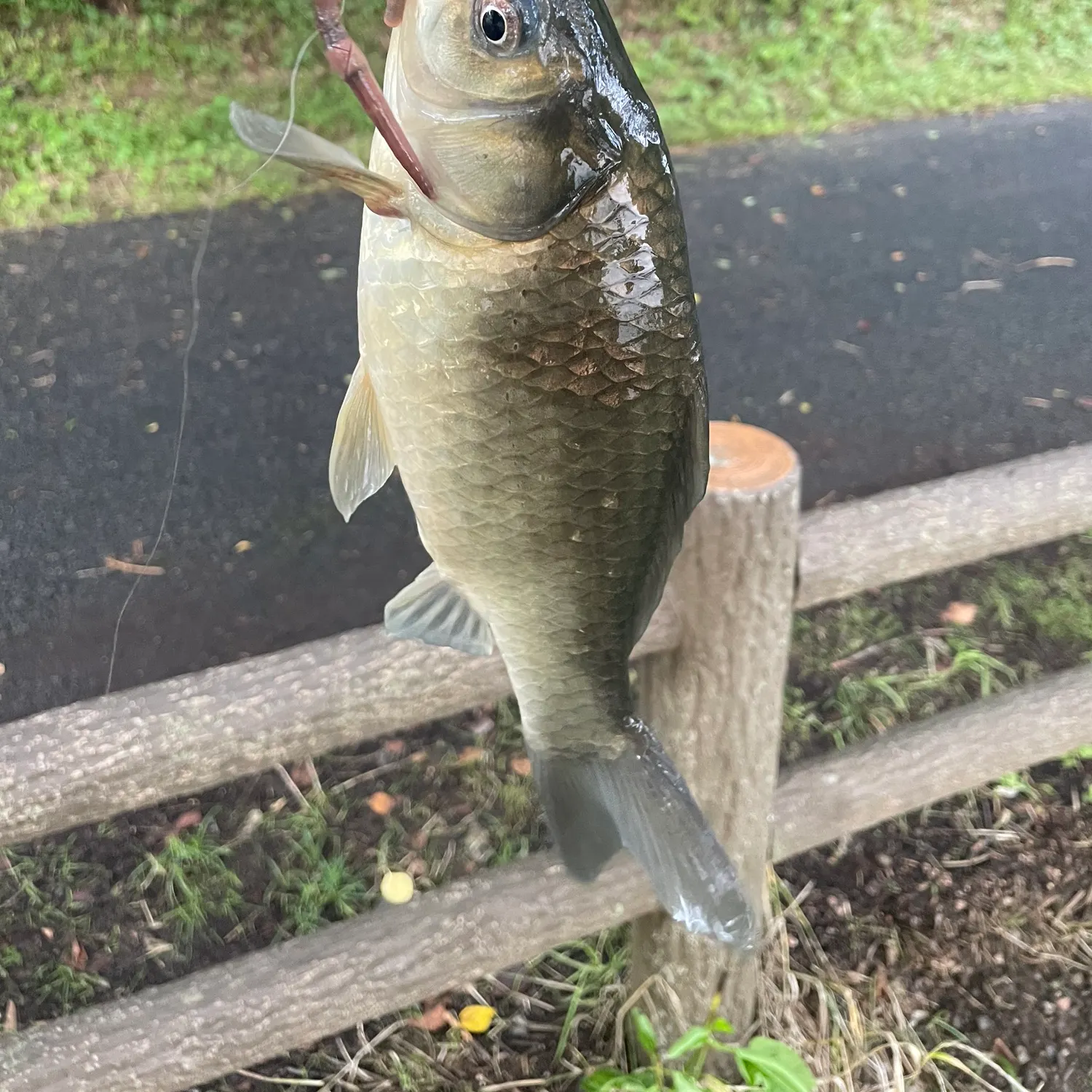 The most recent Japanese white crucian carp catches on Fishbrain