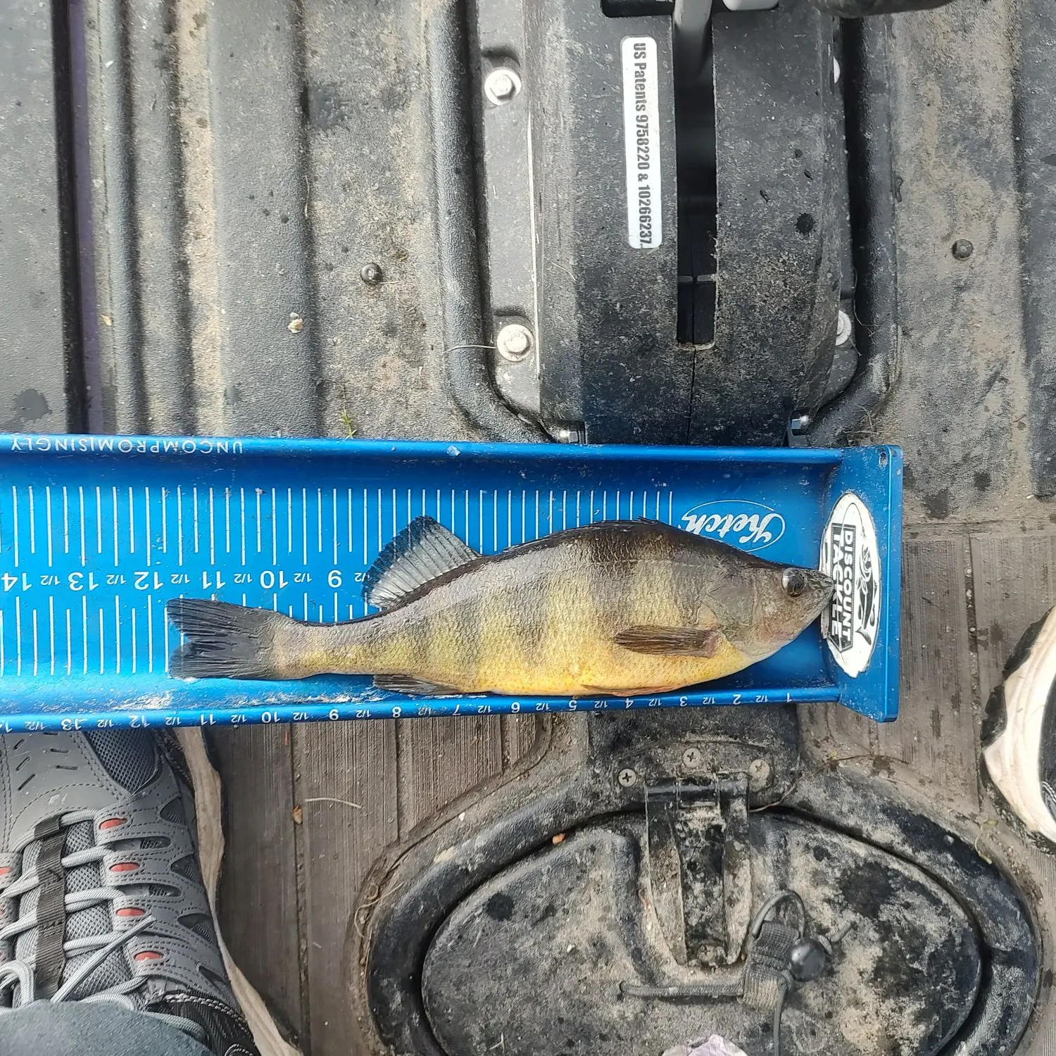 Yellow perch caught on Fishbrain