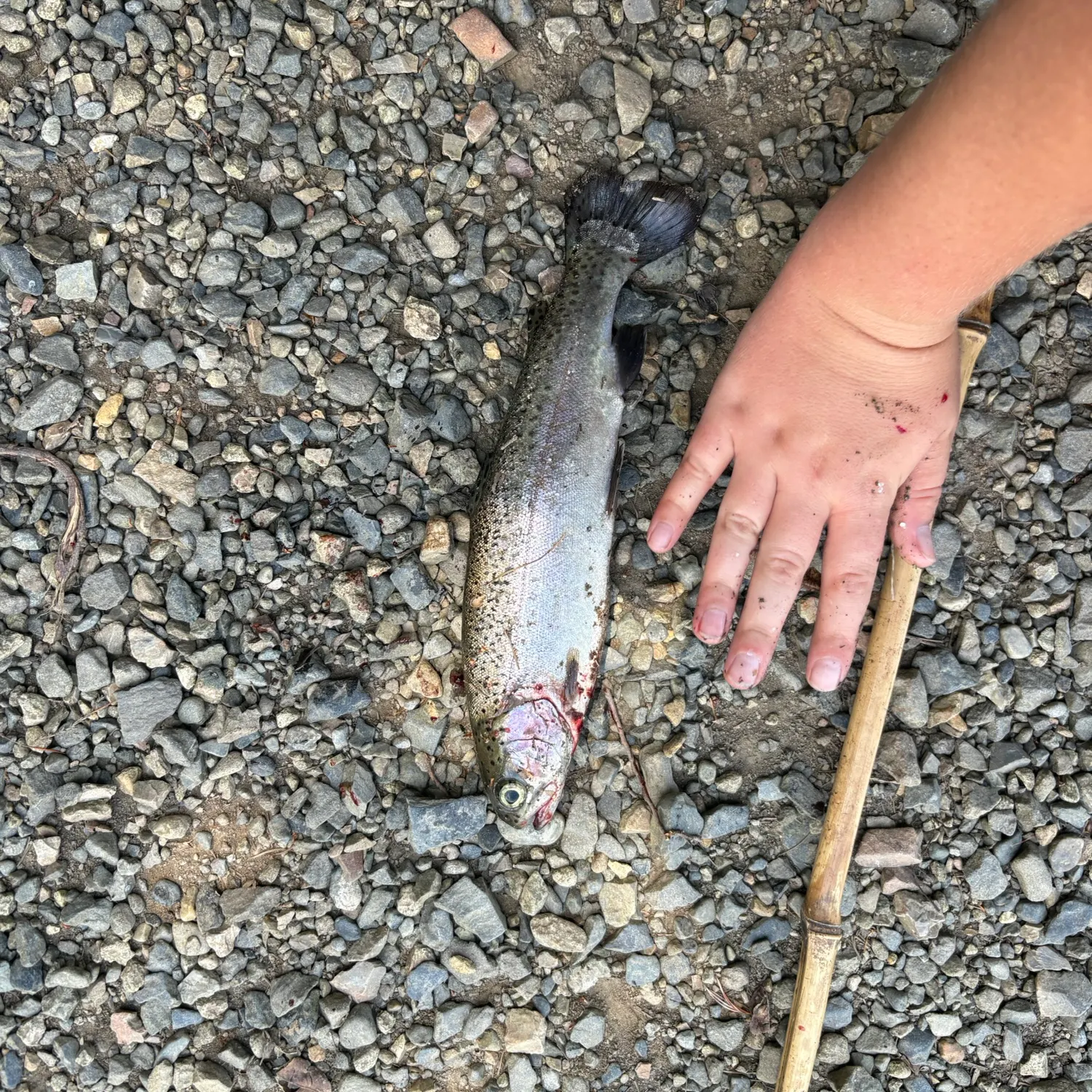 The most recent Cherry salmon catches on Fishbrain