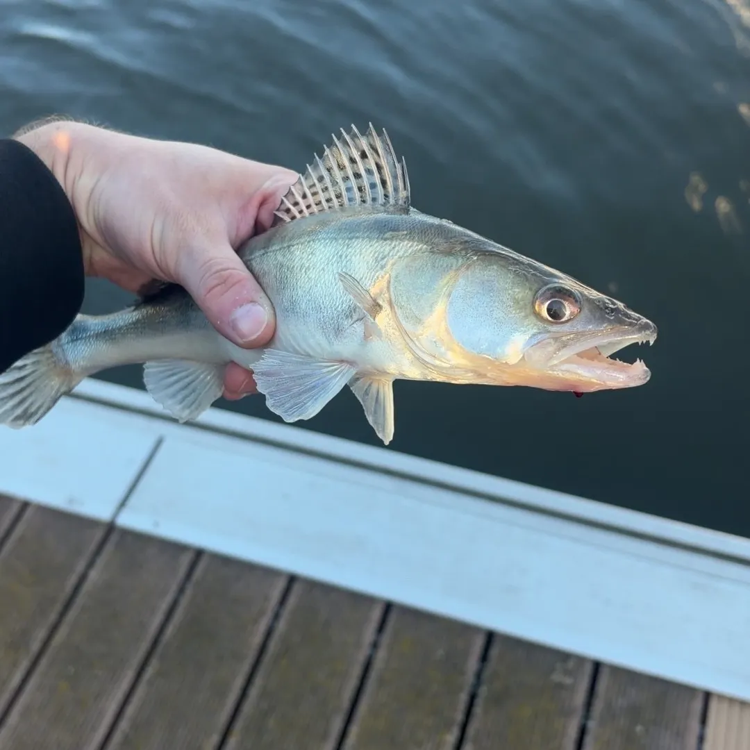 Zander caught on Fishbrain