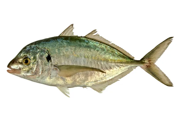 White trevally