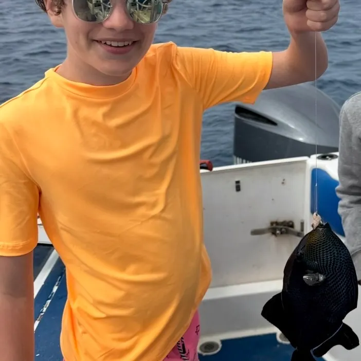 The most recent Pinktail triggerfish catches on Fishbrain