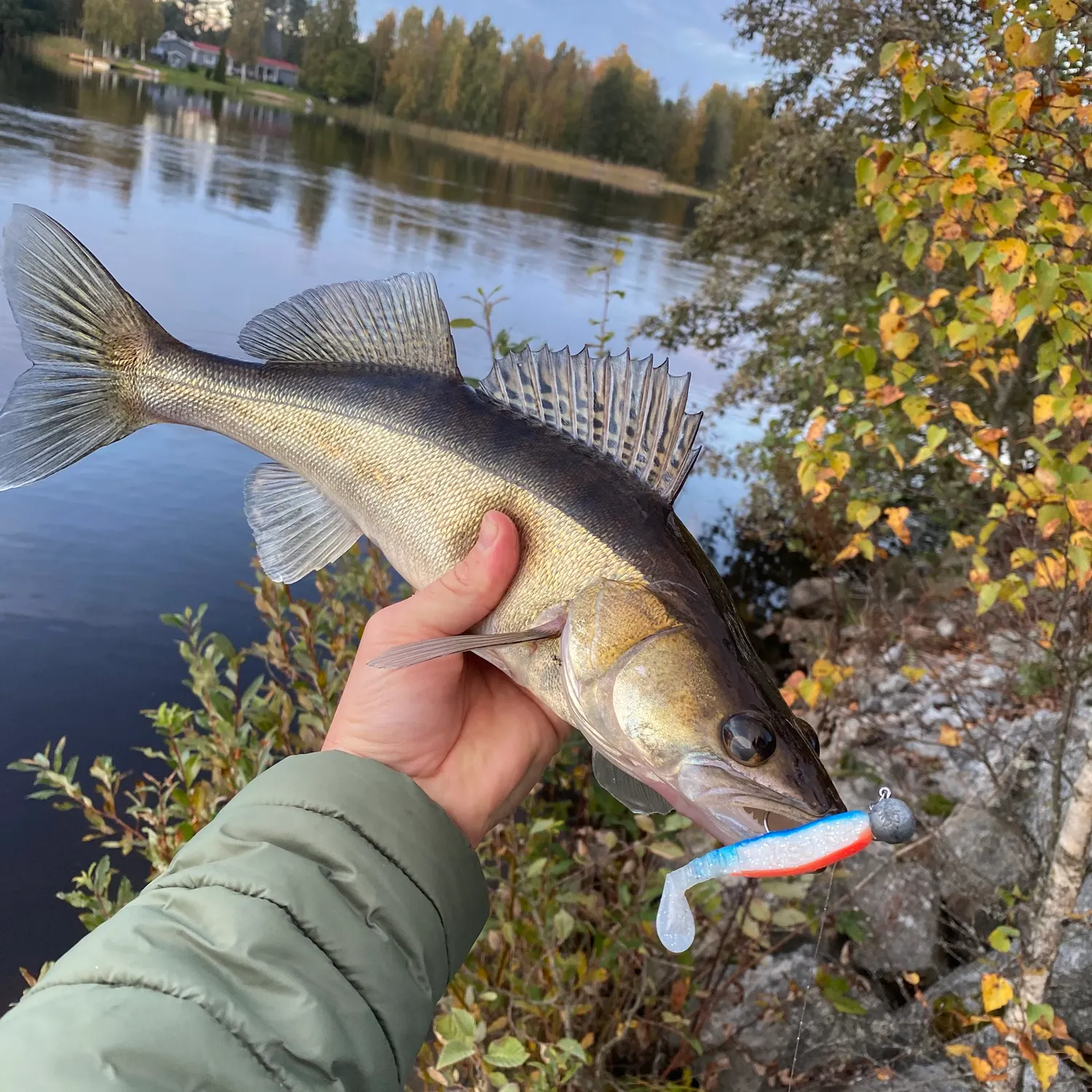 Zander caught on Fishbrain