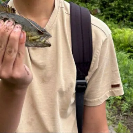 The most recent Smallmouth bass catches on Fishbrain