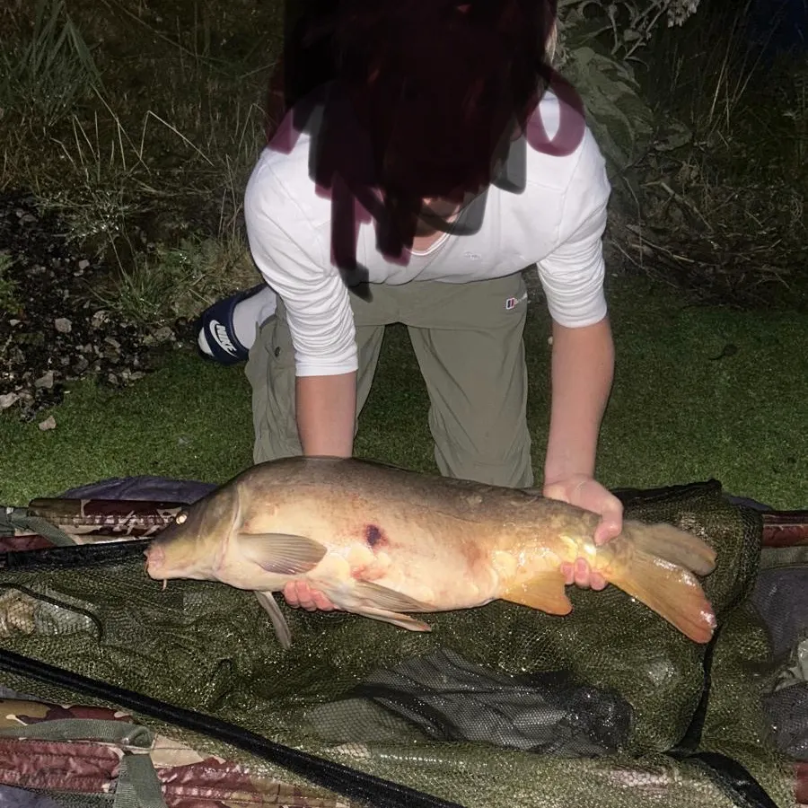 Mirror carp caught on Fishbrain