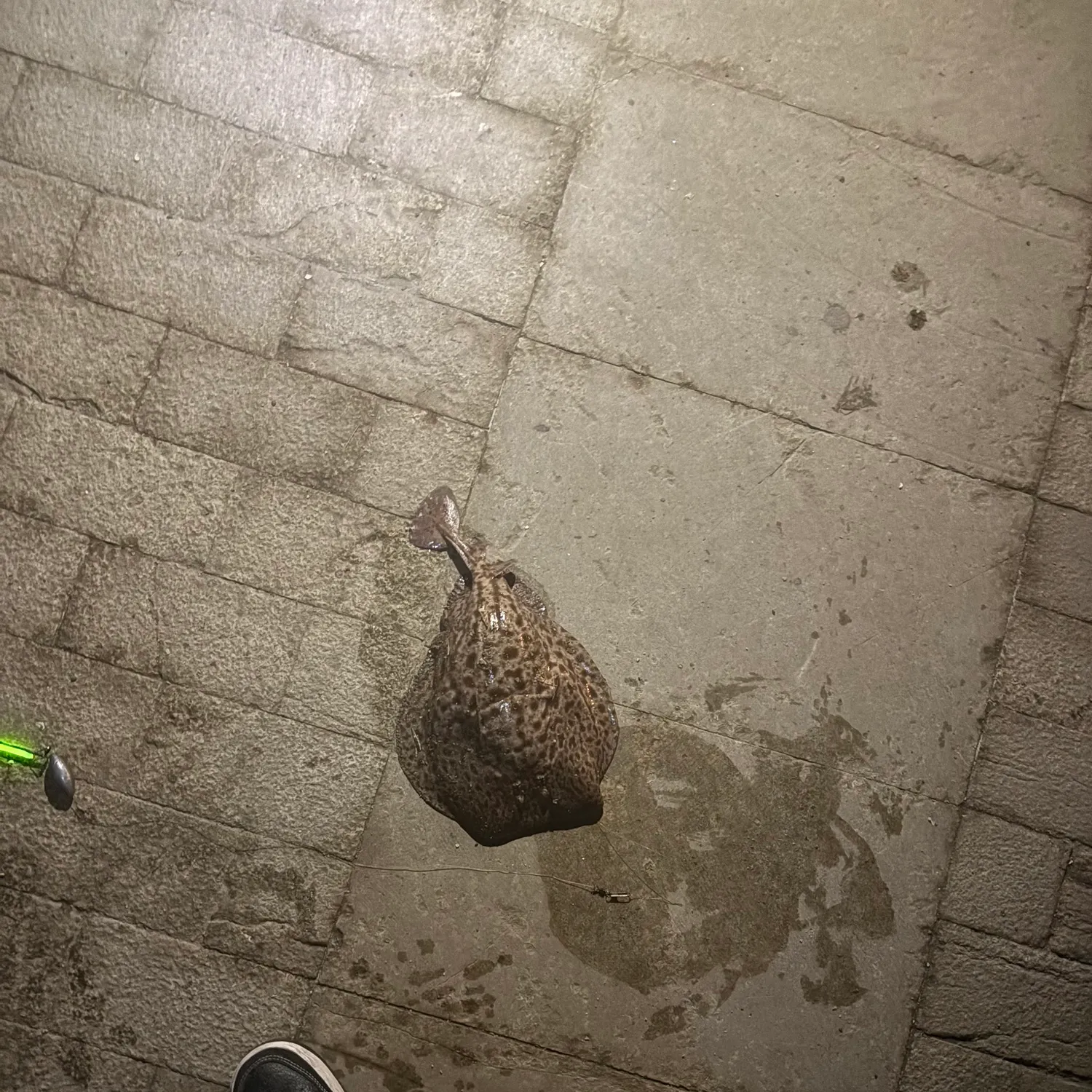 The most recent Common stingray catches on Fishbrain