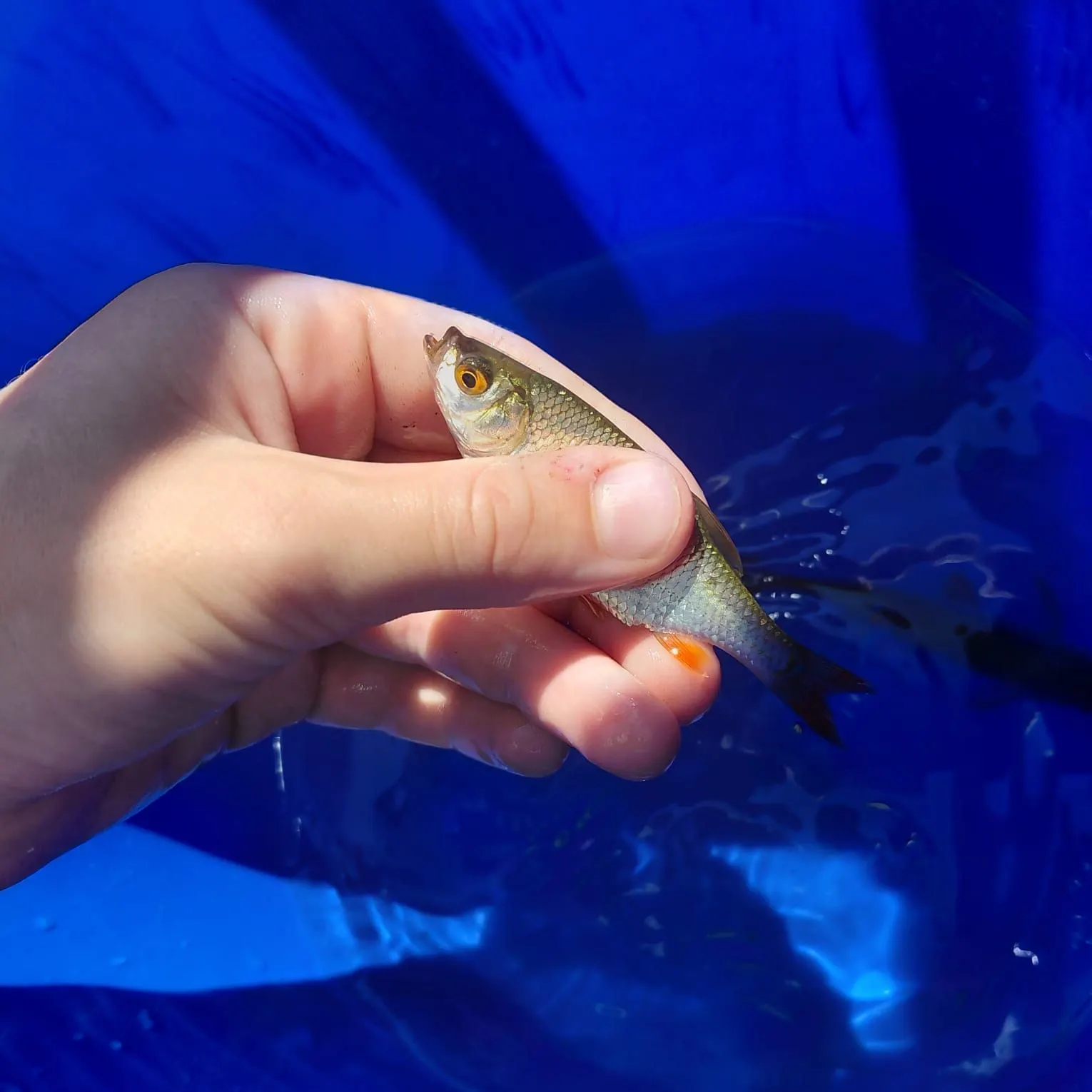 The most recent Cactus roach catches on Fishbrain