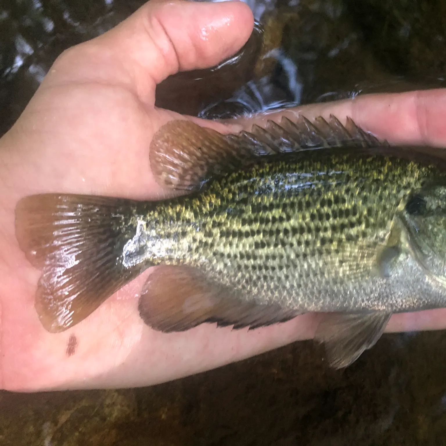 The most recent Rock bass catches on Fishbrain