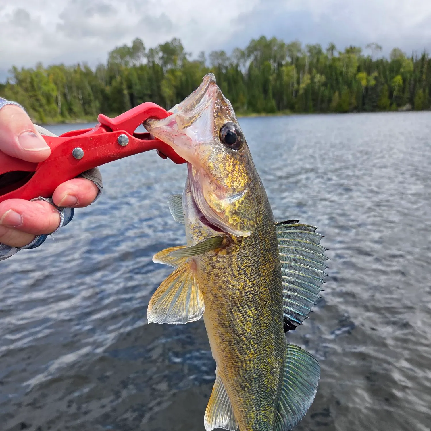 Walleye caught on Fishbrain
