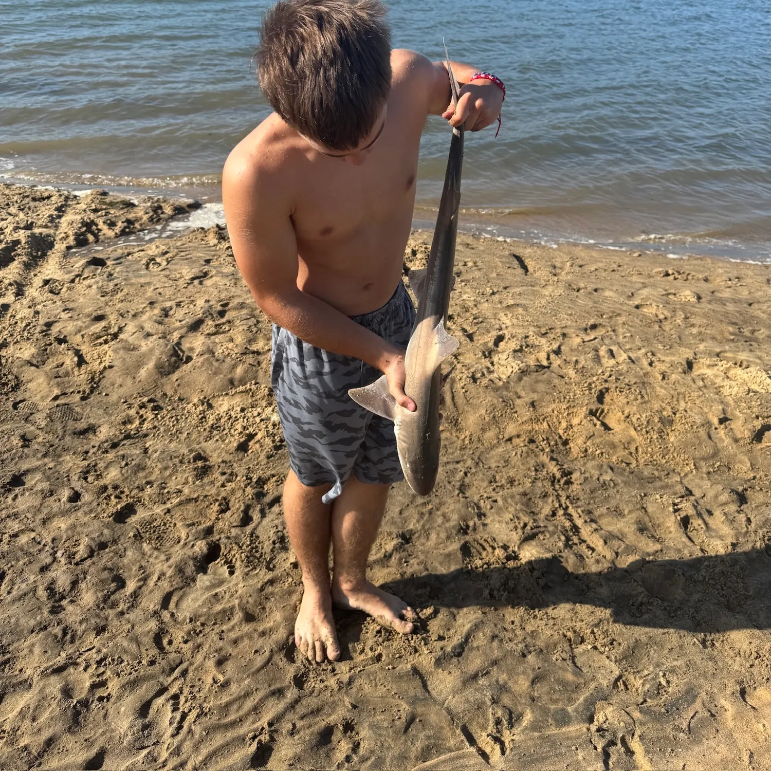 The most recent Common smooth-hound catches on Fishbrain