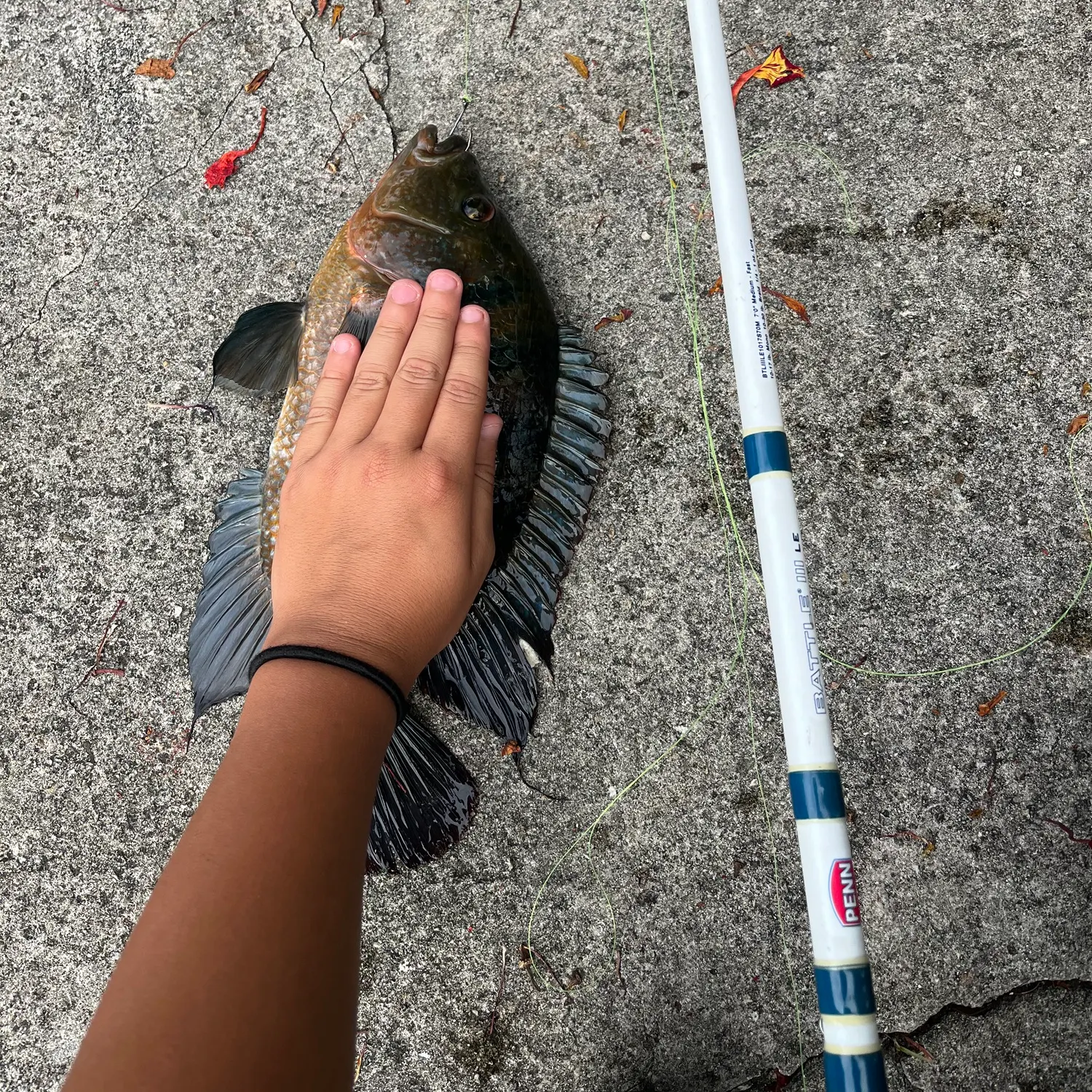 recently logged catches