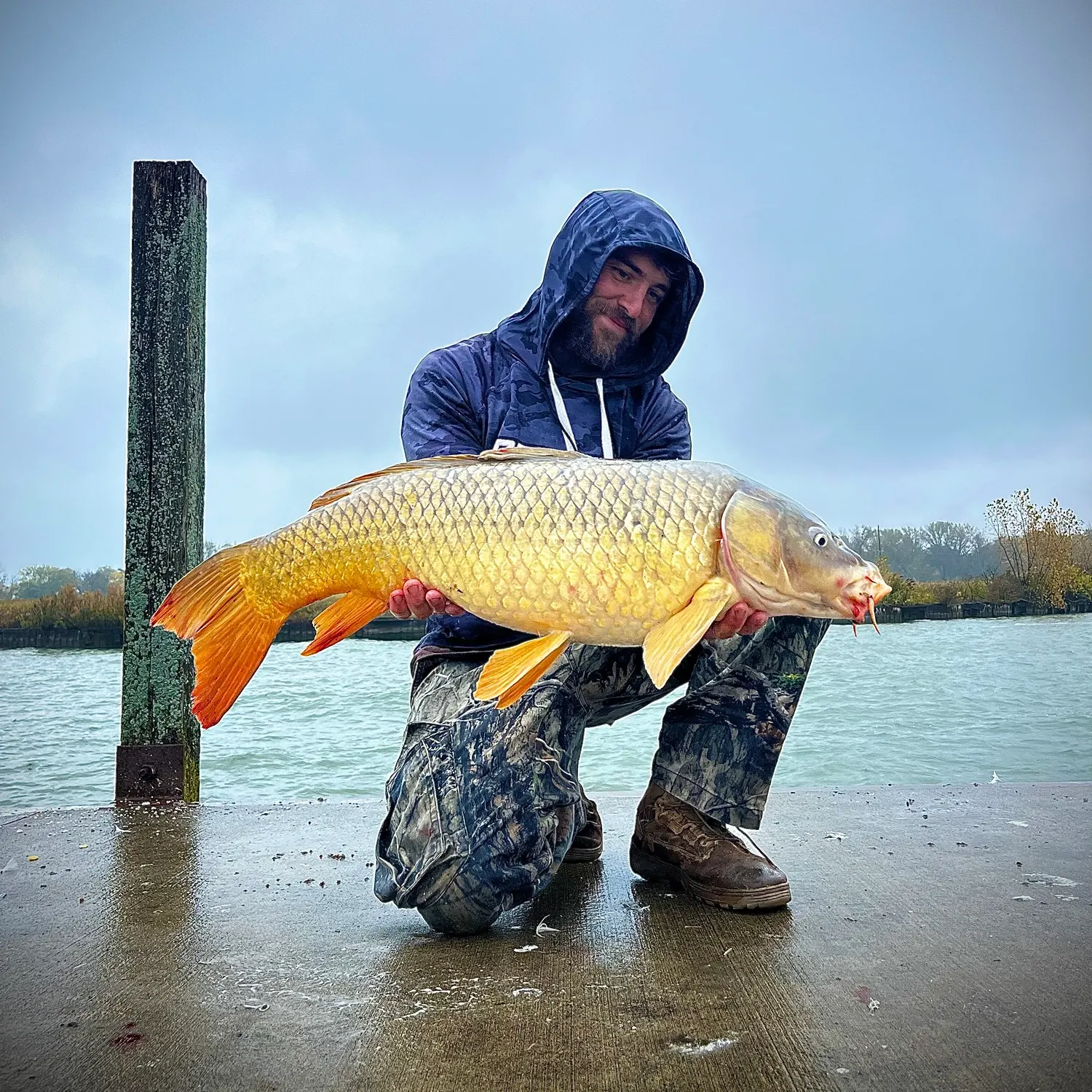 Common carp caught on Fishbrain