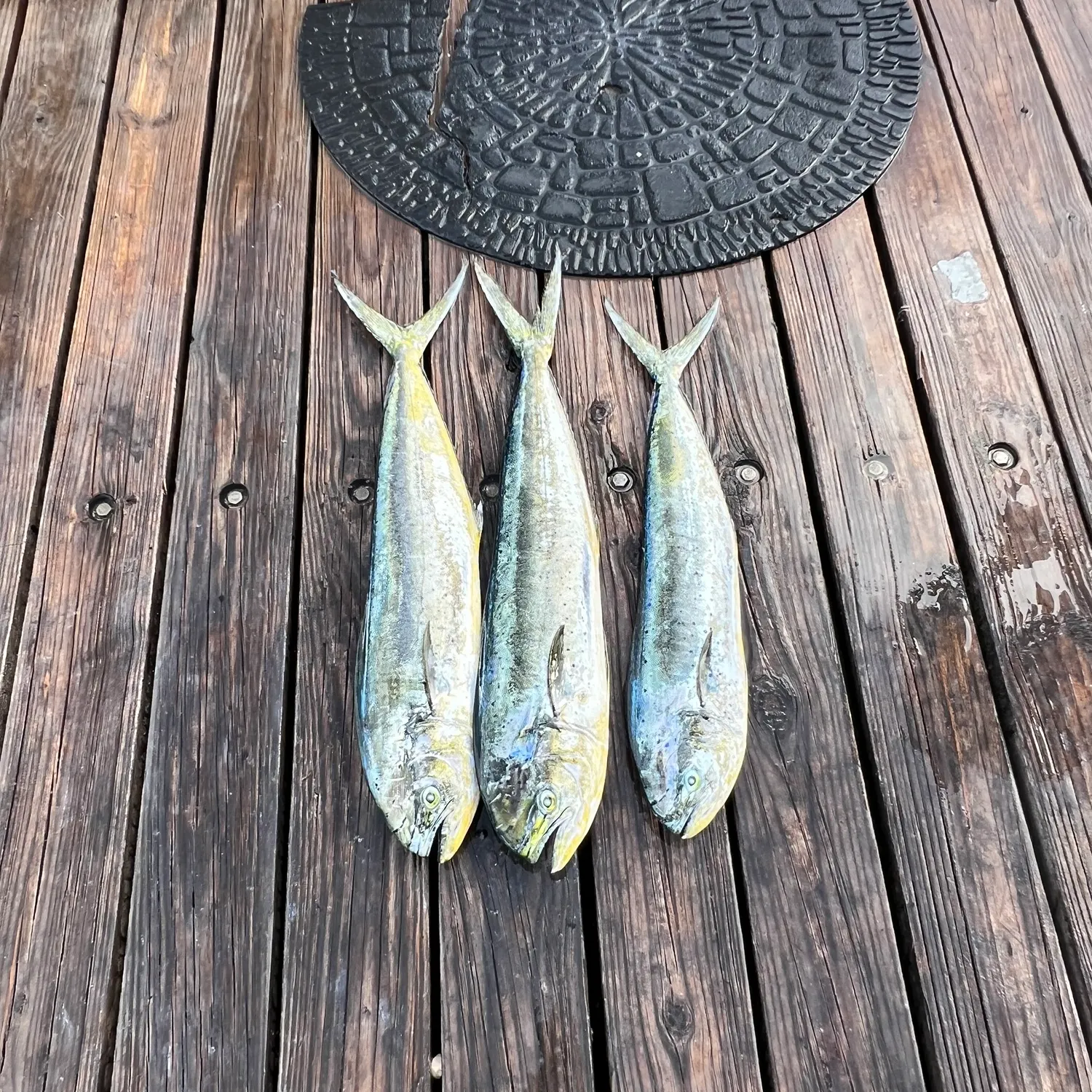 The most recent Common dolphinfish catches on Fishbrain