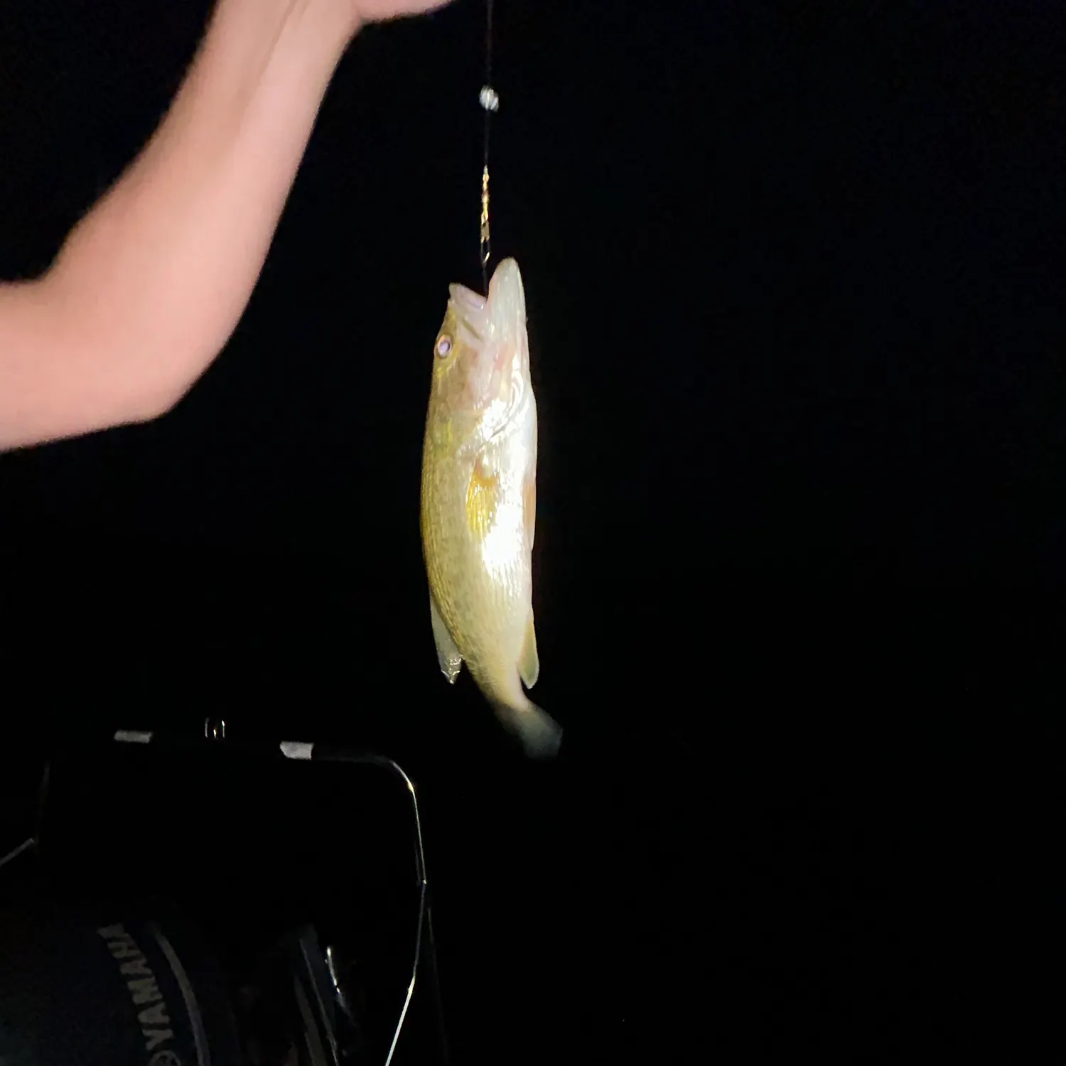 Smallmouth bass caught on Fishbrain