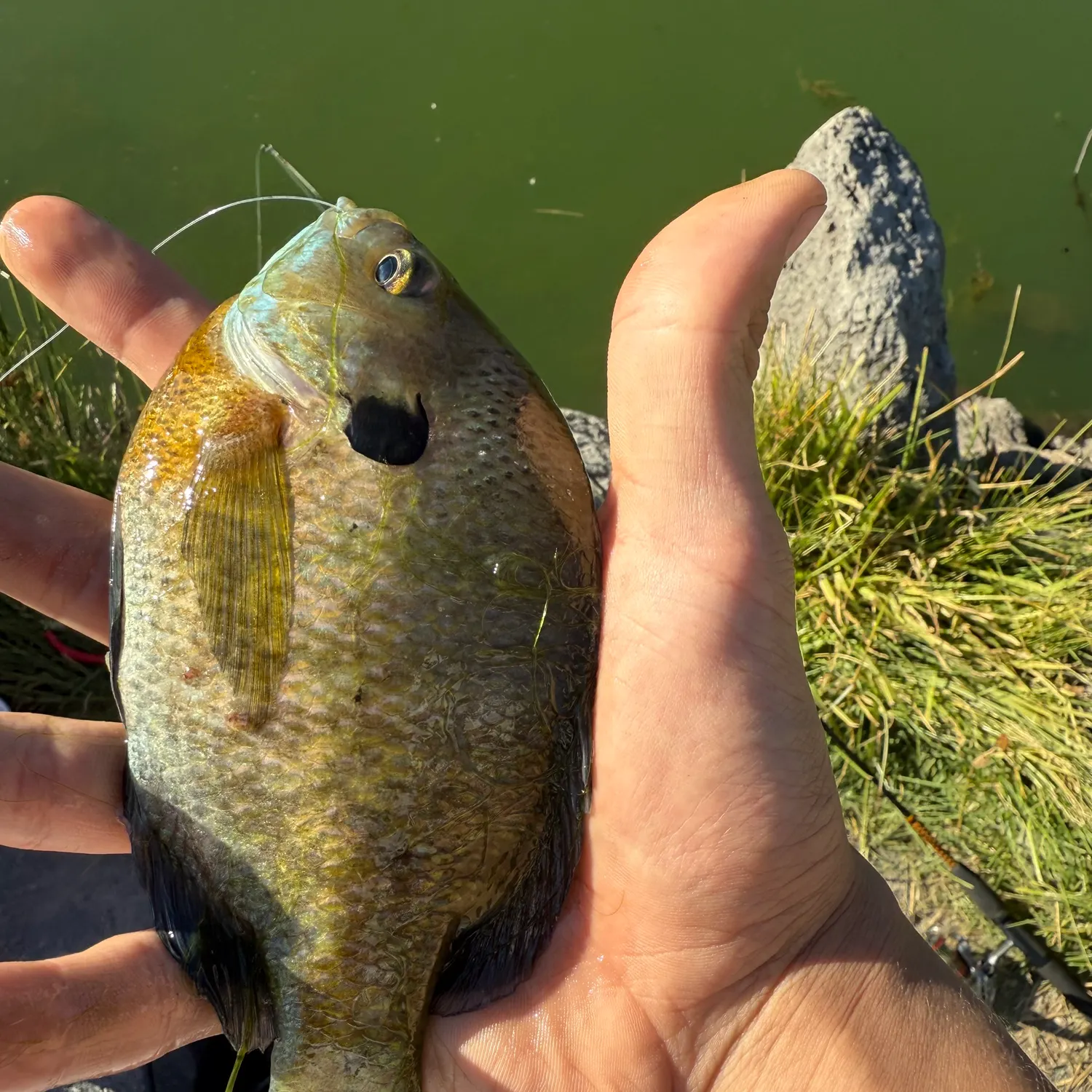 The most recent Bluegill catches on Fishbrain