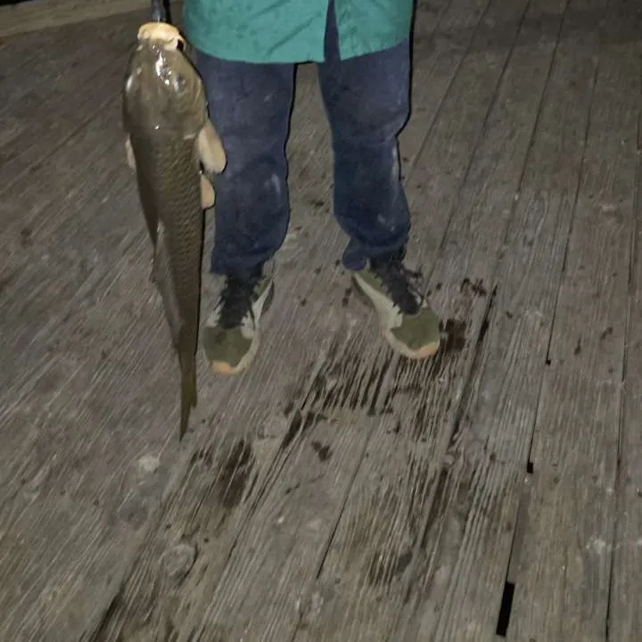 Common carp caught on Fishbrain