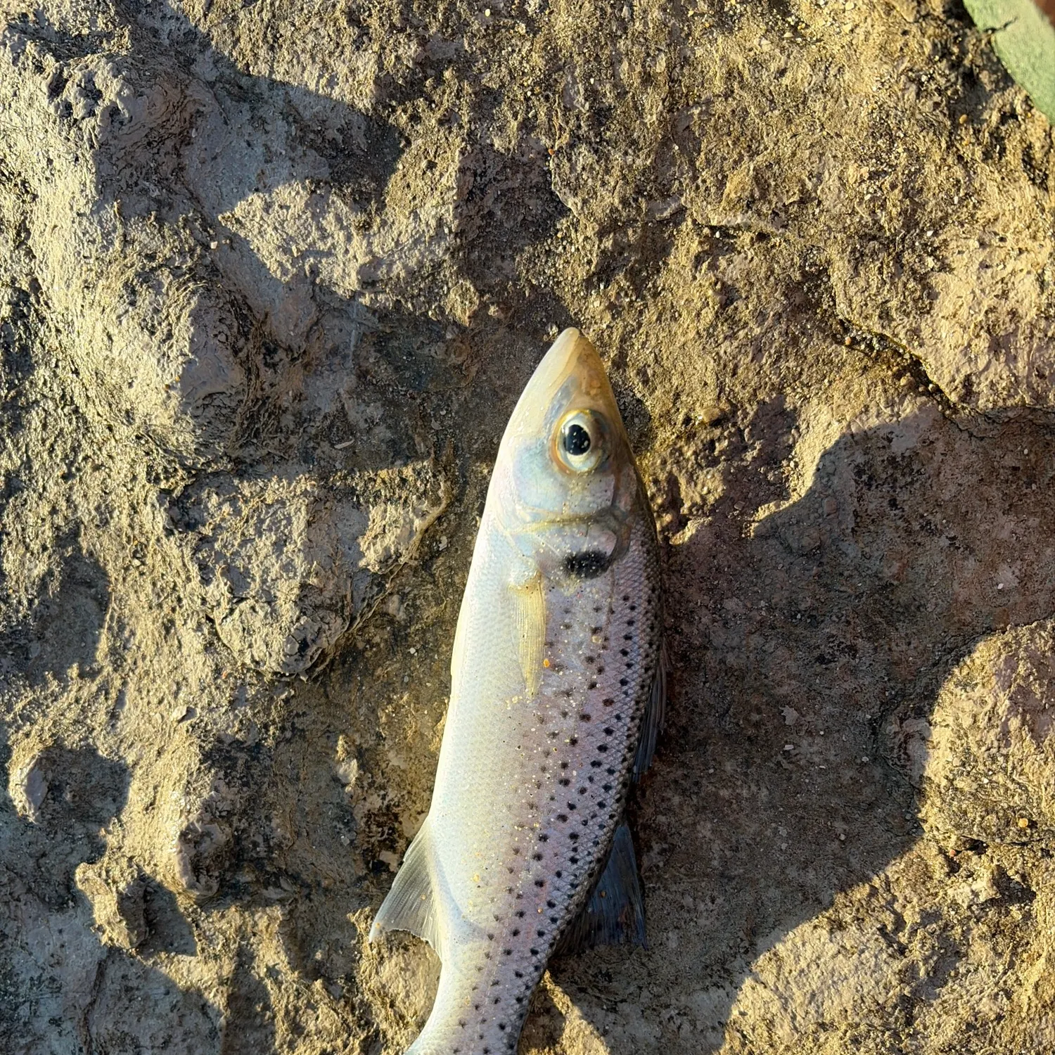 The most recent Thinlip grey mullet catches on Fishbrain