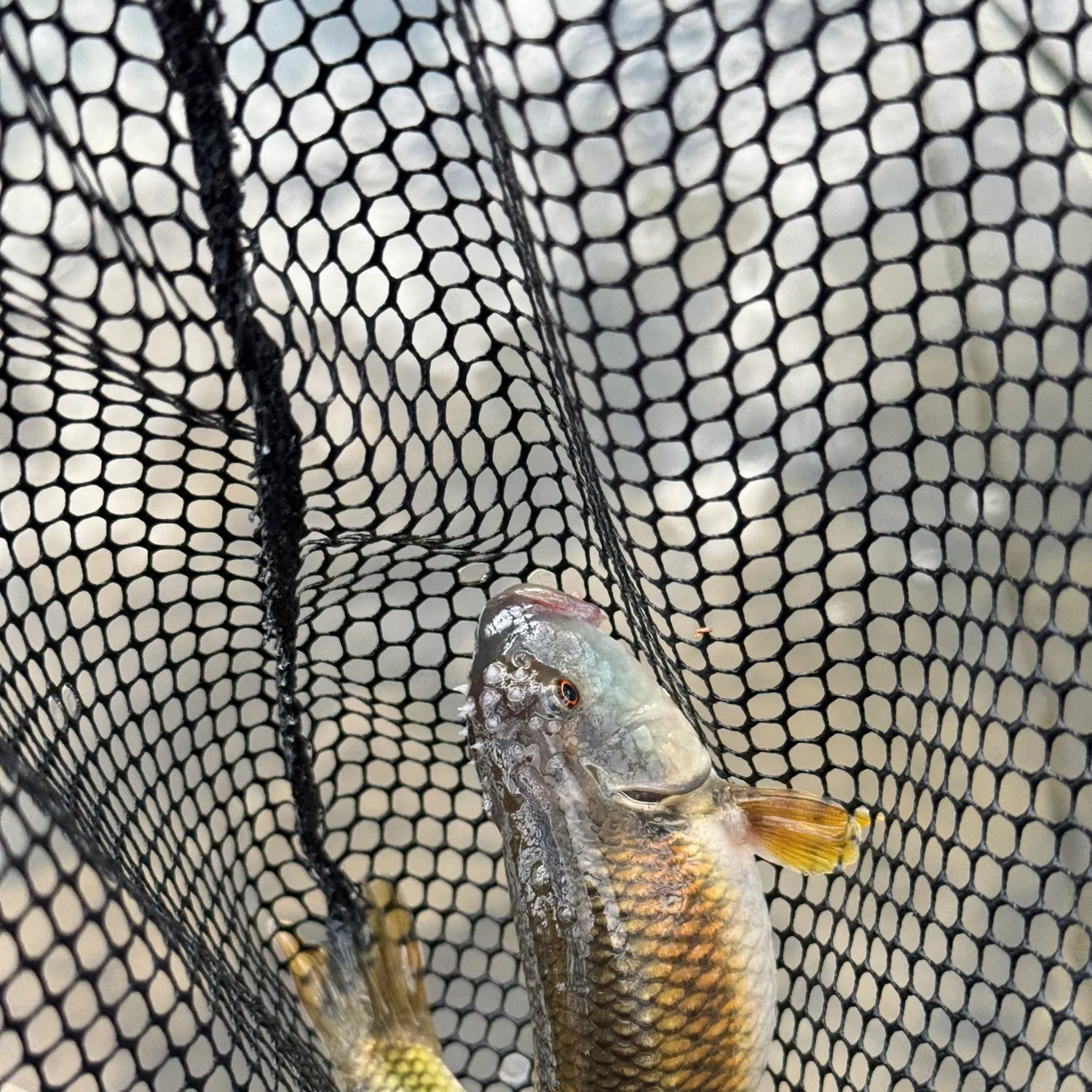 The most recent River chub catches on Fishbrain