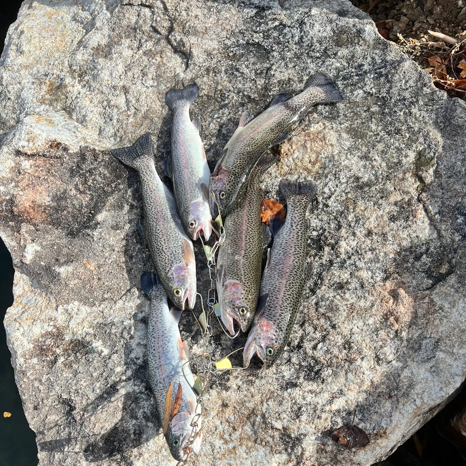 recently logged catches