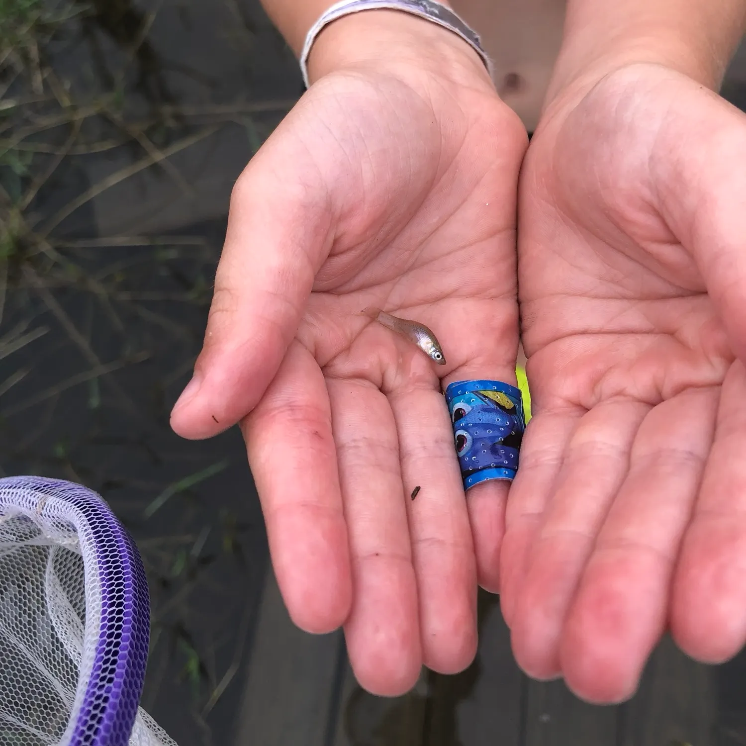 The most recent Colorado pikeminnow catches on Fishbrain