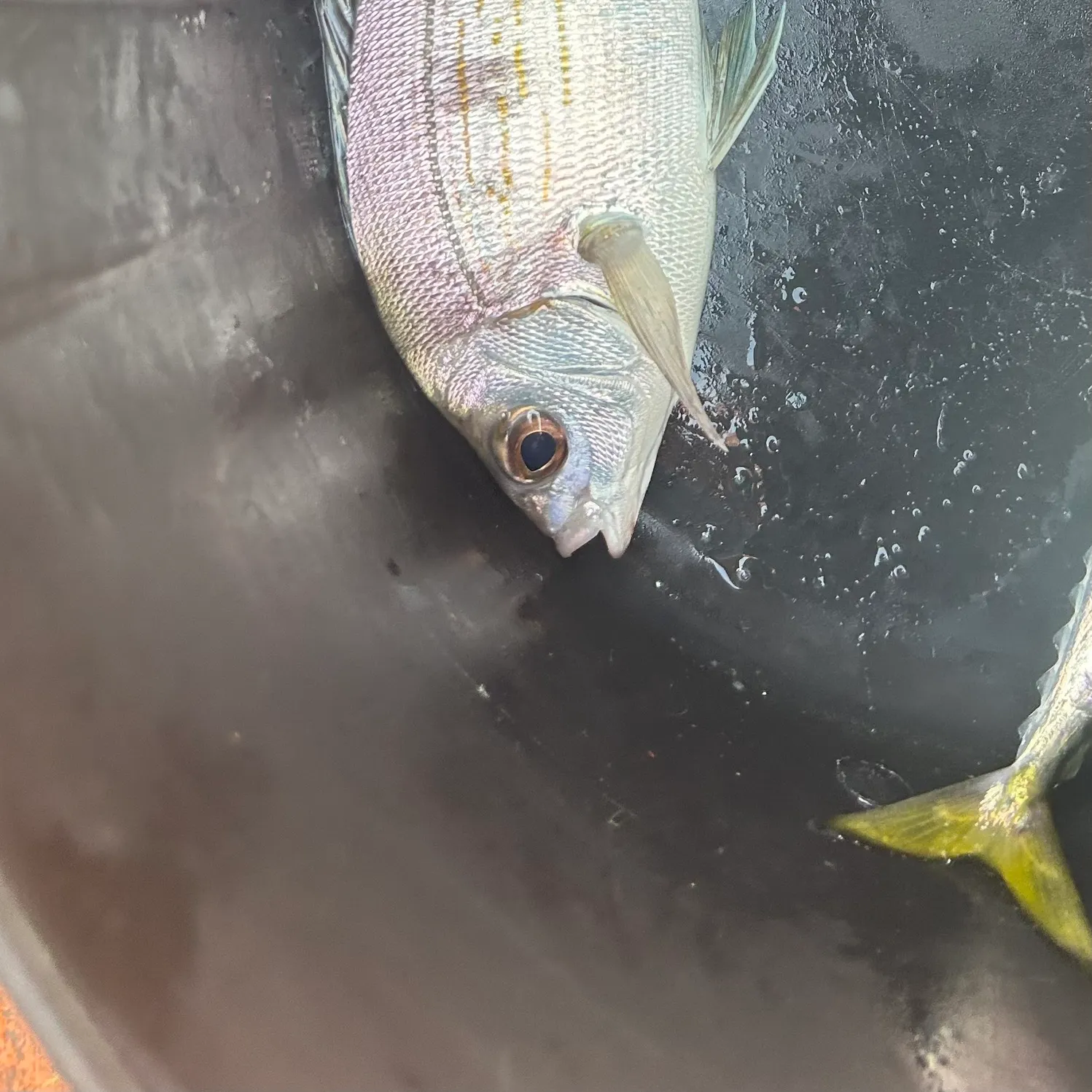 White seabream caught on Fishbrain