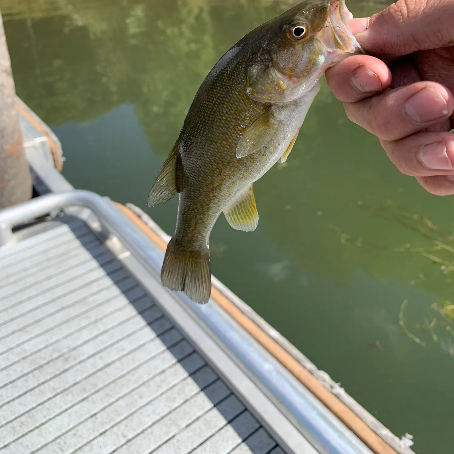 Smallmouth bass caught on Fishbrain