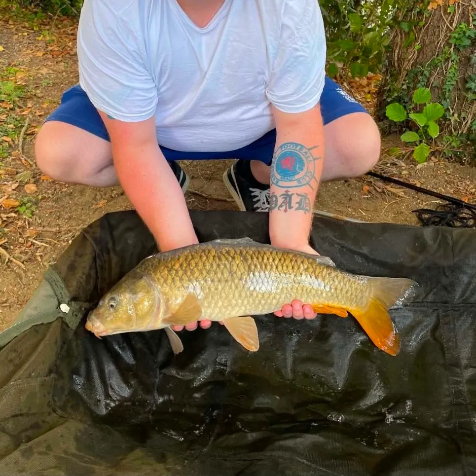 Common carp caught on Fishbrain
